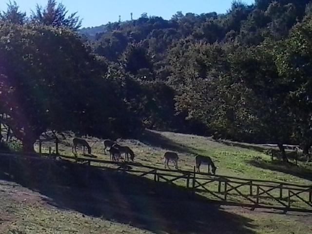 Del Nobile
